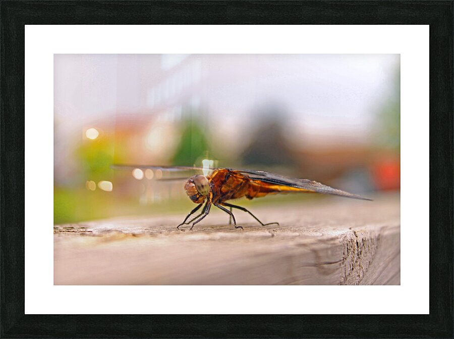 Staying Still - Dragonfly Picture Frame print
