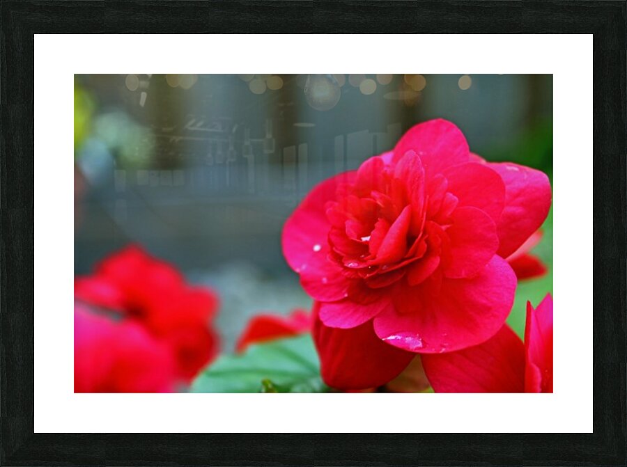 Red Water Picture Frame print