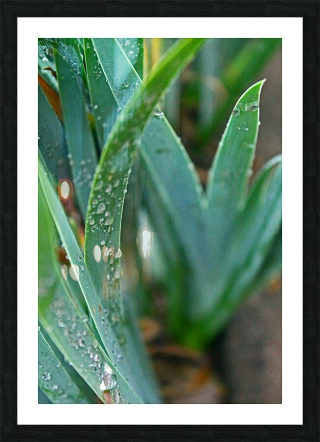Rain and Grass Picture Frame print