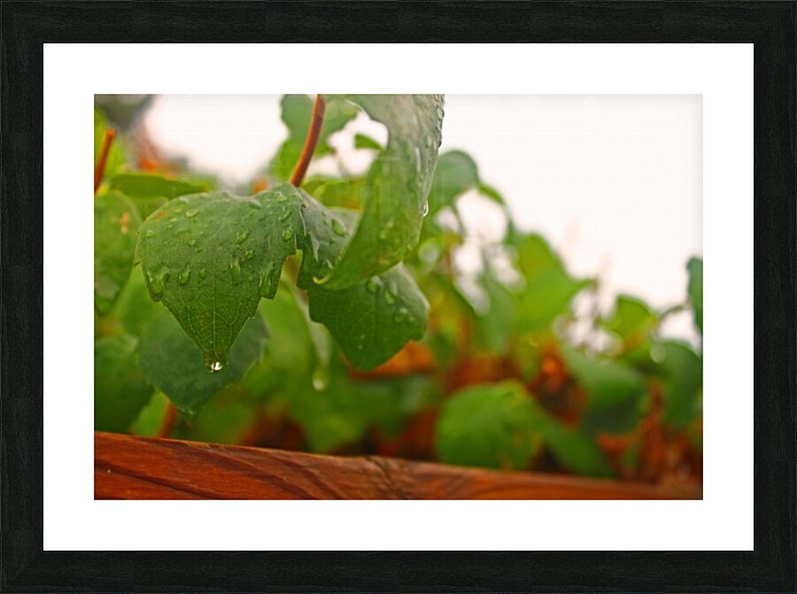 Dripping Leaves Picture Frame print