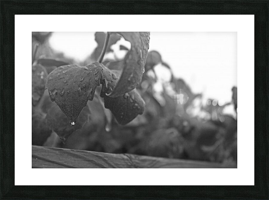 Dripping Leaves B&W Picture Frame print