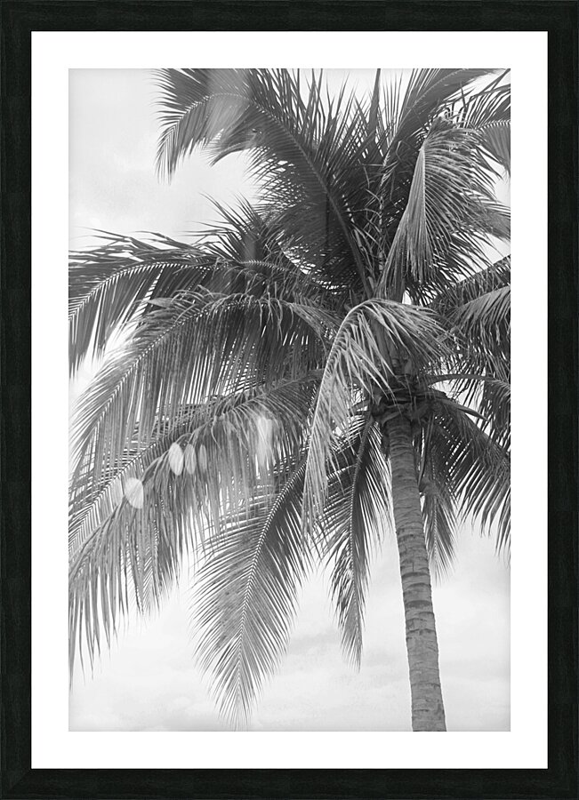 Jamaican Palm Tree B&W Picture Frame print