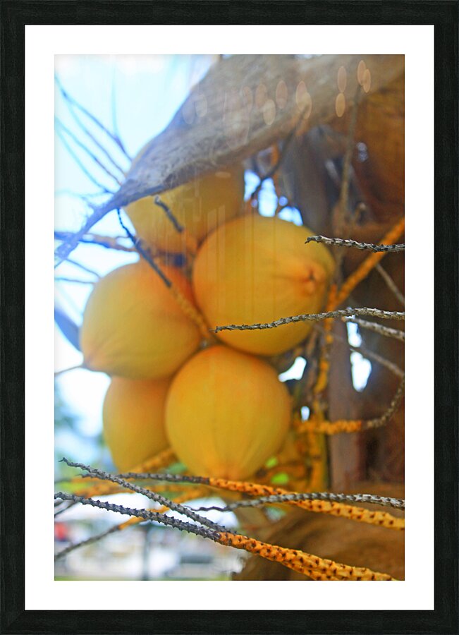 Jamaican Coconuts Picture Frame print