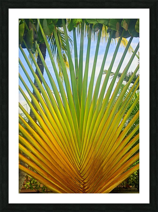 Sprouting Free in Belize Picture Frame print