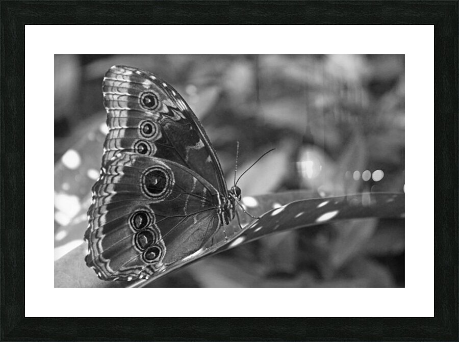 Resting For A While - Belize B&W Picture Frame print