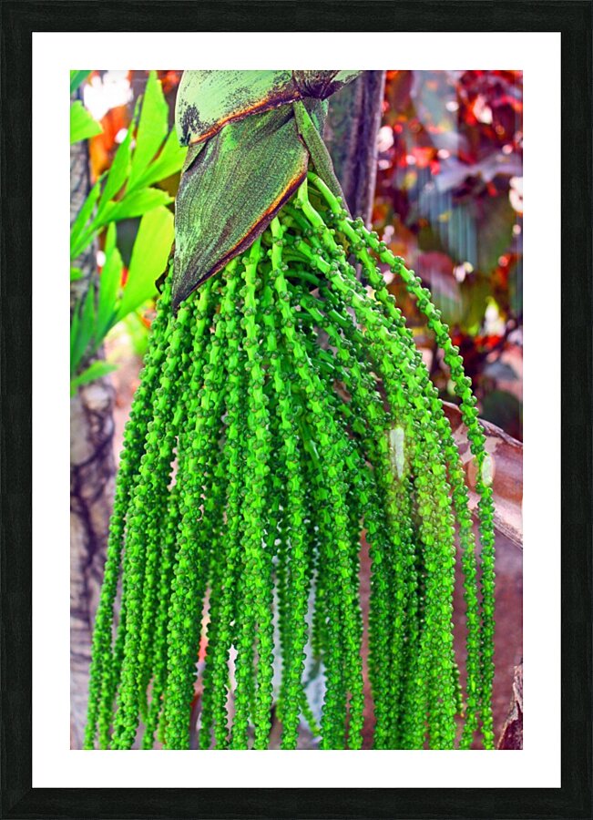 Plant Dreads - Belize Picture Frame print