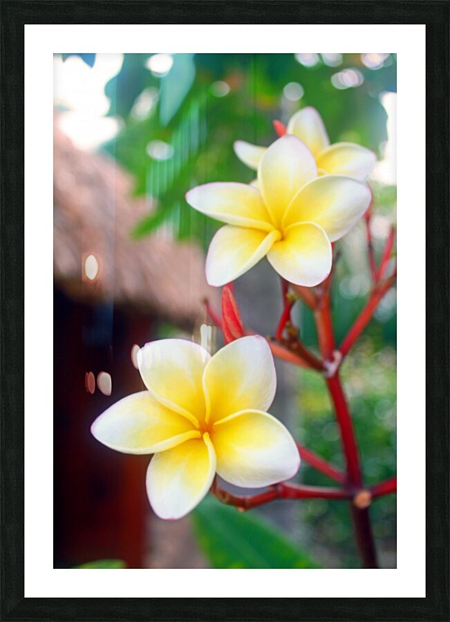 Frangipani - Belize Picture Frame print