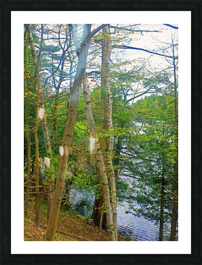 Through The Trees in 1000 Islands Picture Frame print