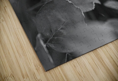 Creepy Crawly B&W Timeless Scenery Photography puzzle