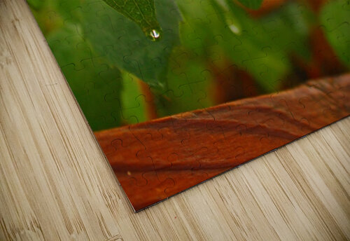 Dripping Leaves Timeless Scenery Photography puzzle