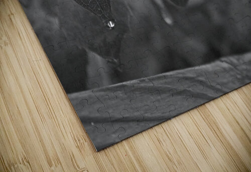 Dripping Leaves B&W Timeless Scenery Photography puzzle
