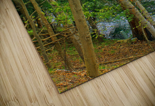 Through The Trees in 1000 Islands Timeless Views Photography puzzle