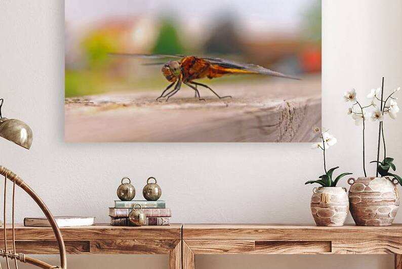 Staying Still - Dragonfly by Timeless Scenery Photography