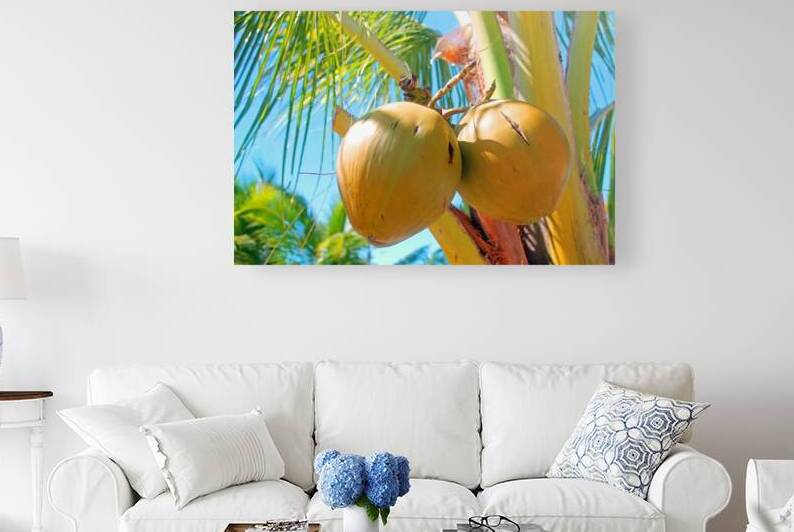 Tropical Coconuts in Costa Maya Mexico by Timeless Scenery Photography