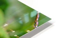 Chilling Grasshopper HD Metal print