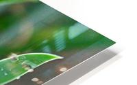 Rain and Grass HD Metal print