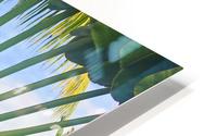Sprouting Free in Belize HD Metal print