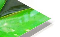 Lily Pad - Belize HD Metal print