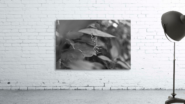 Creepy Crawly B&W Wall Preview