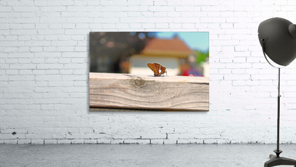 Looking Away Wall Preview