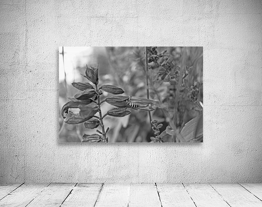 Hiding B&W Wall Preview