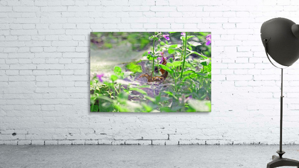 A Spider Crawling Wall Preview