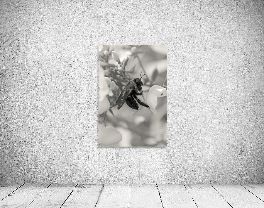 Bumblebee B&W Wall Preview