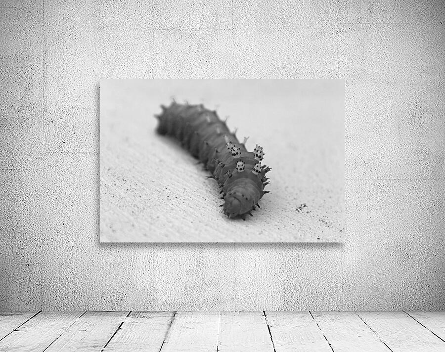 Large Caterpillar B&W Wall Preview