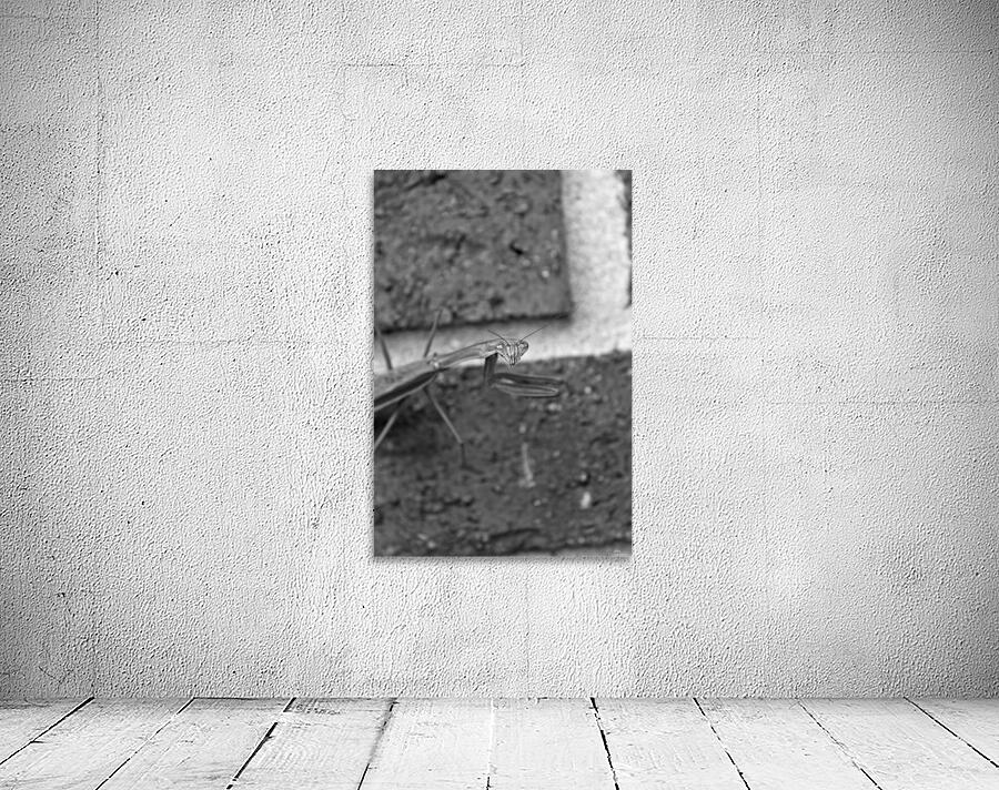 Bug Eyes B&W Wall Preview