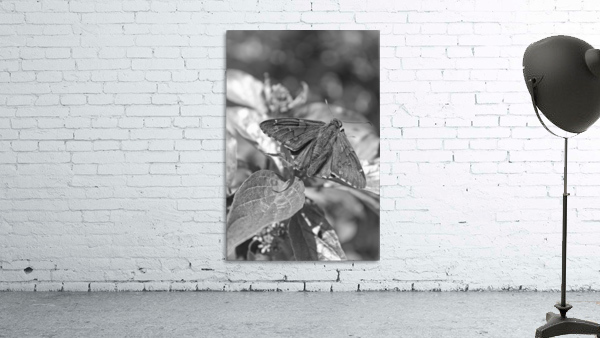 Resting B&W Wall Preview