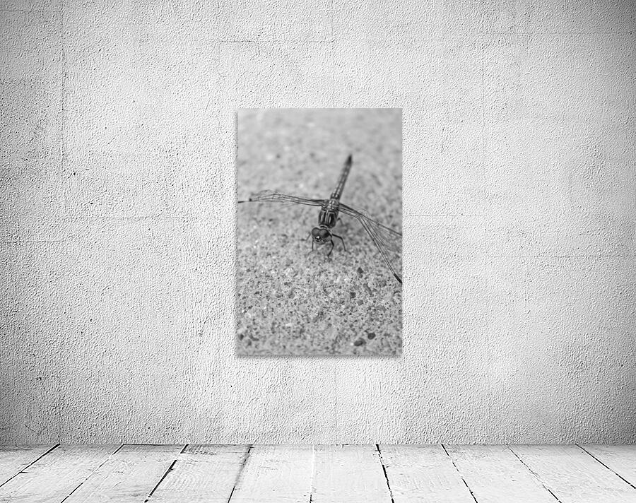Evinrude - Dragonfly B&W Wall Preview