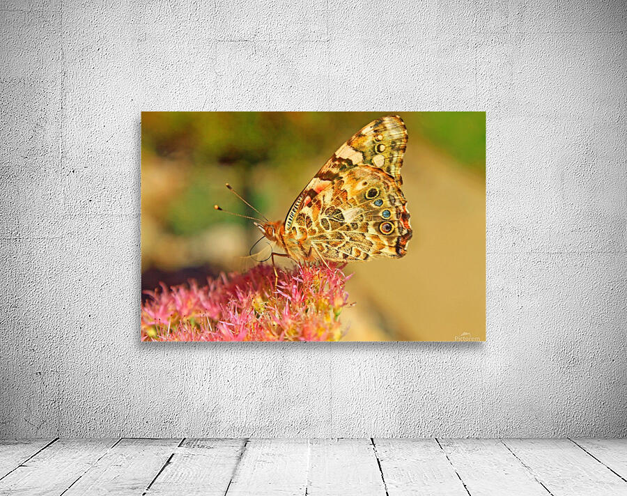 Beautiful Butterfly Wall Preview