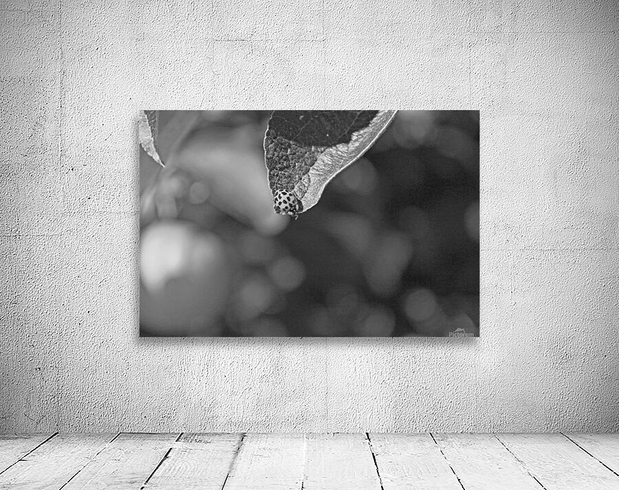 Ladybug and a leaf B&W Wall Preview