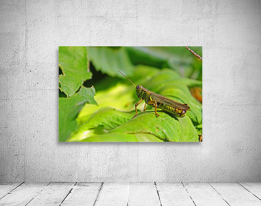Chilling Grasshopper Wall Preview