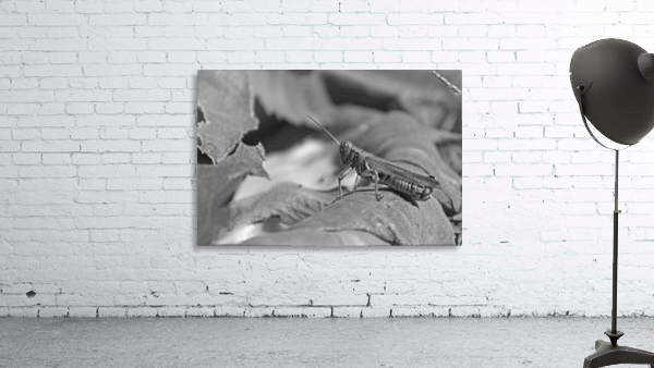 Chilling Grasshopper B&W Wall Preview