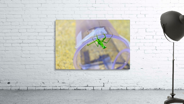 Upside Down - Praying Mantis Wall Preview