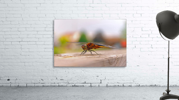 Staying Still - Dragonfly Wall Preview
