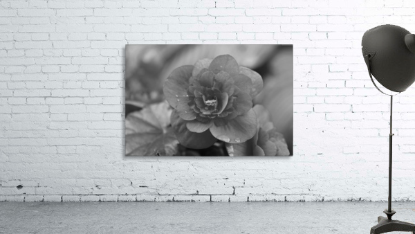 After The Rain B&W Wall Preview
