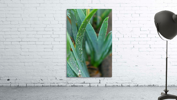 Rain and Grass Wall Preview