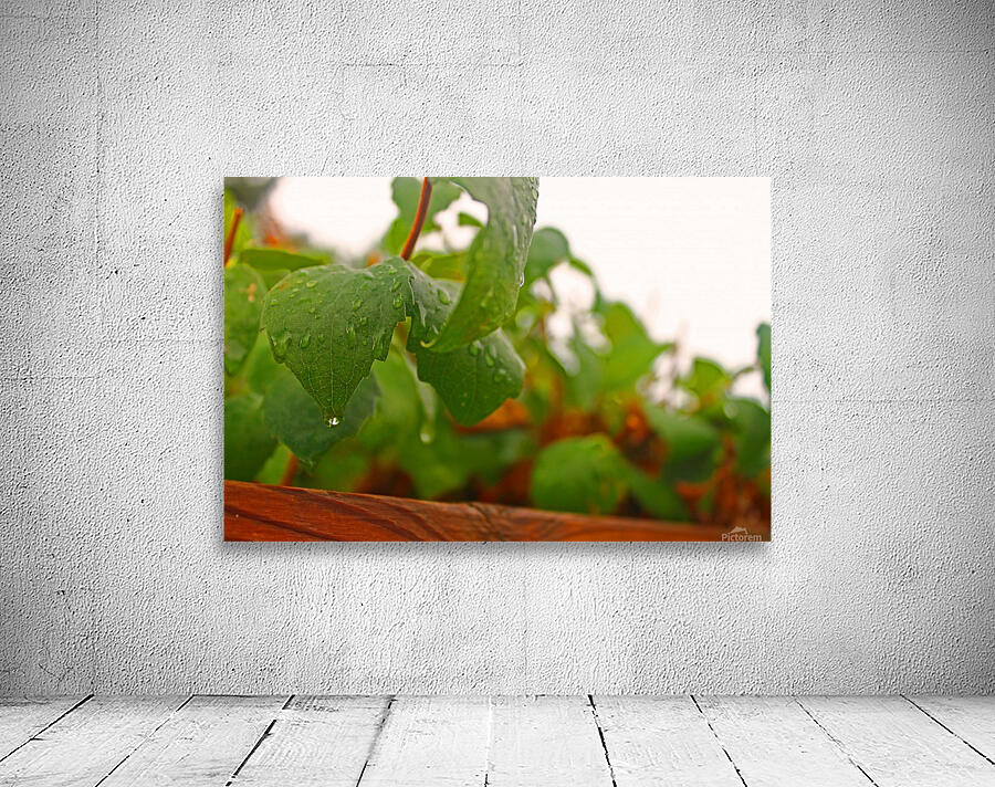 Dripping Leaves Wall Preview