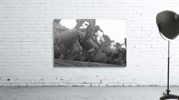 Dripping Leaves B&W Wall Preview