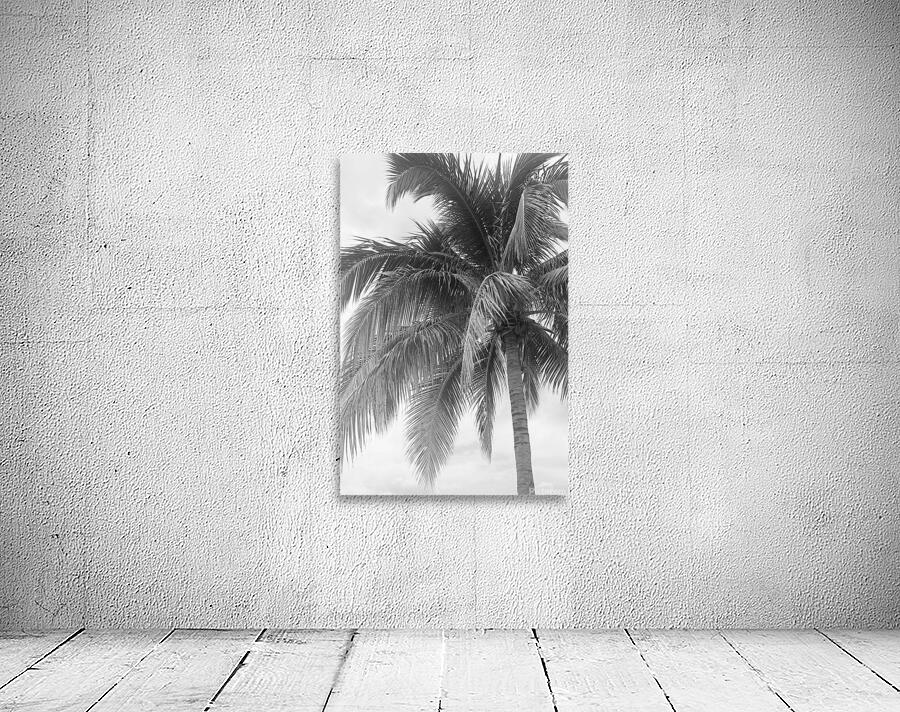 Jamaican Palm Tree B&W Wall Preview