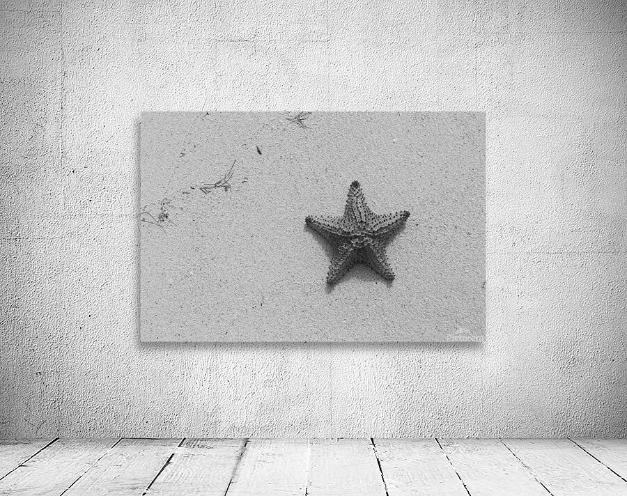 Jamaican Starfish B&W Wall Preview