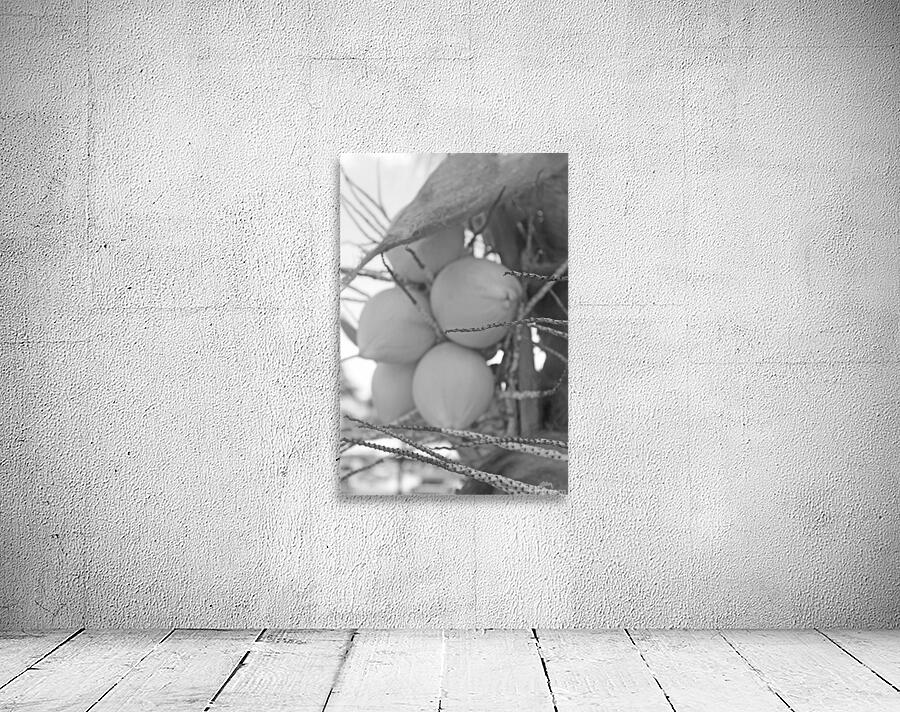 Jamaican Coconuts B&W Wall Preview