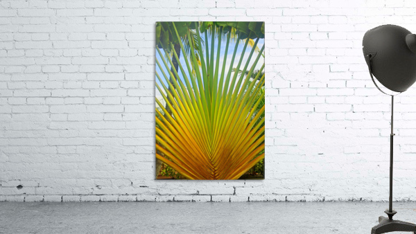 Sprouting Free in Belize Wall Preview