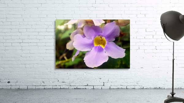 Violet - Belize Wall Preview