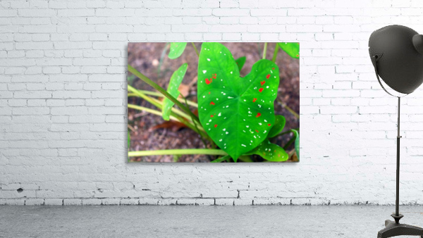 Spotted Leaf in Belize Wall Preview