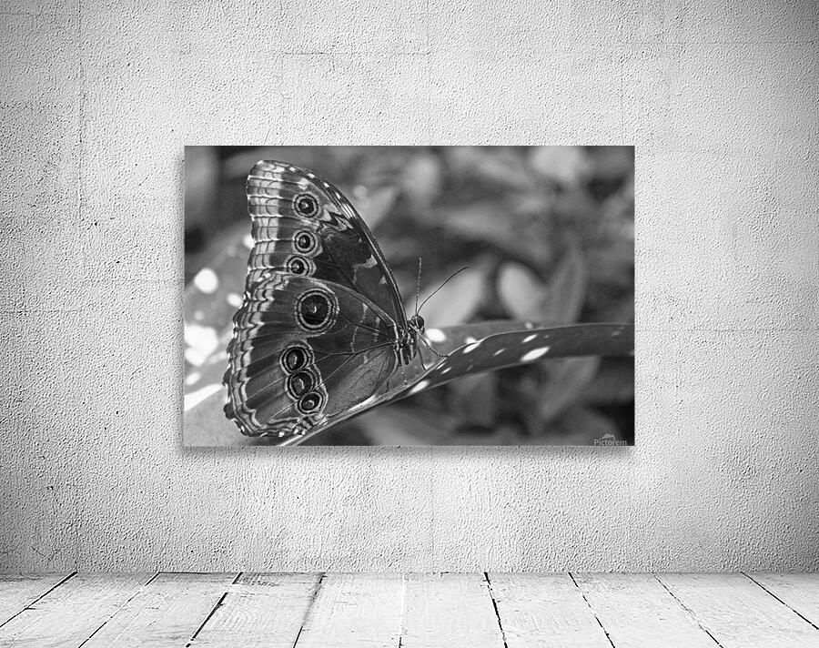 Resting For A While - Belize B&W Wall Preview