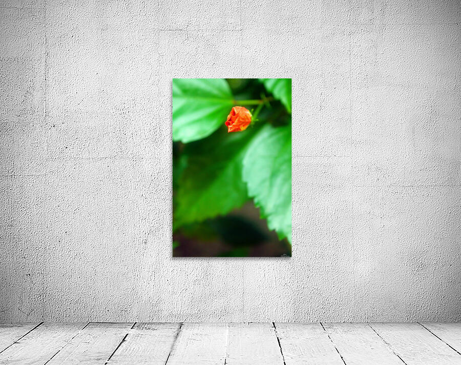Waiting to Bloom in Belize by Timeless Scenery Photography Wall Art