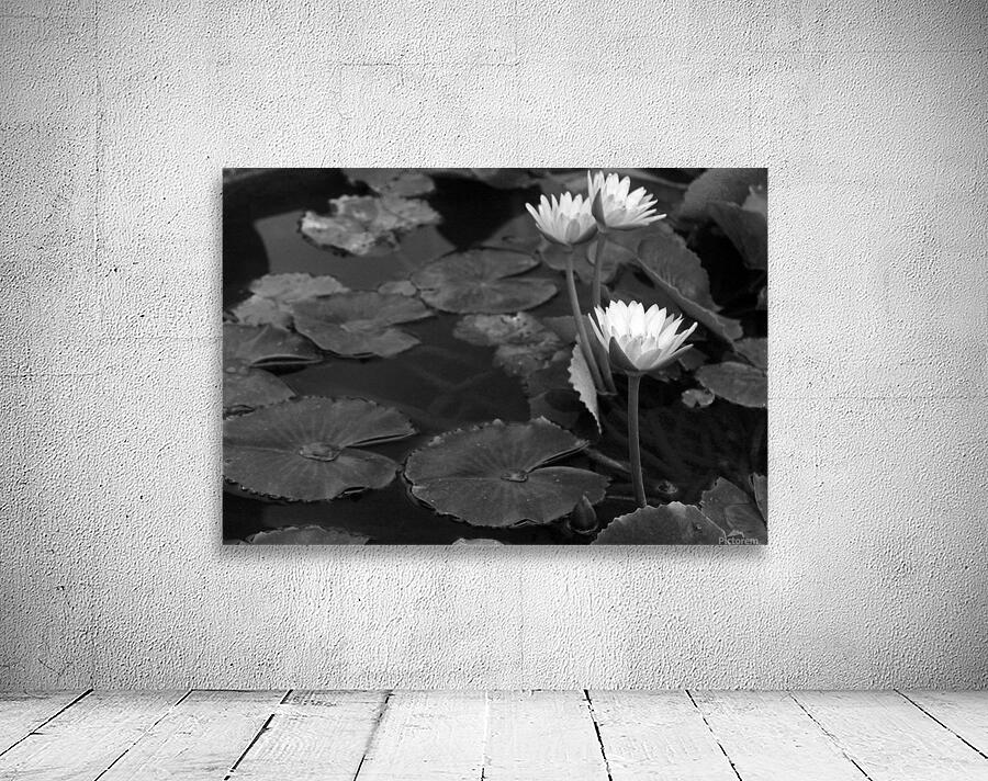 Water Lilies in Belize B&W Wall Preview
